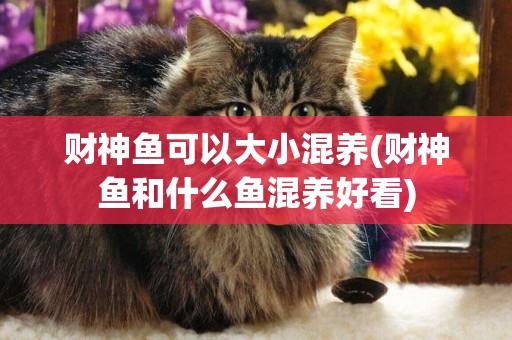 財神魚可以大小混養(財神魚和什么魚混養好看)