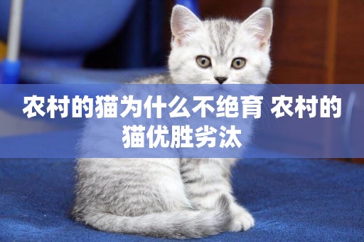 農村的貓為什么不絕育 農村的貓優勝劣汰