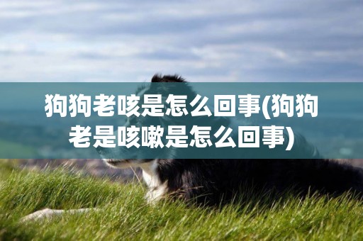 狗狗老咳是怎么回事(狗狗老是咳嗽是怎么回事)