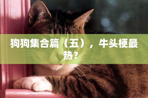 狗狗集合篇（五），牛頭梗最熱？ 