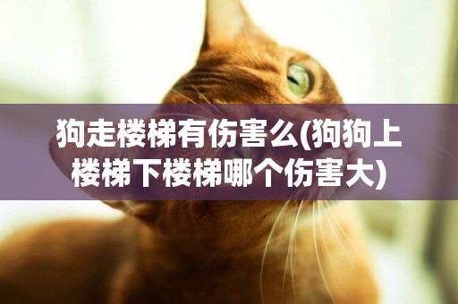 狗走樓梯有傷害么(狗狗上樓梯下樓梯哪個傷害大)