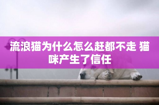 流浪貓為什么怎么趕都不走 貓咪產生了信任