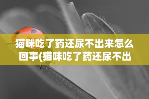 貓咪吃了藥還尿不出來怎么回事(貓咪吃了藥還尿不出來怎么回事兒)