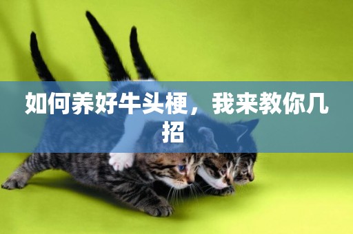 如何養好牛頭梗，我來教你幾招 