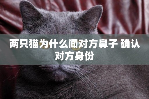 兩只貓為什么聞對方鼻子 確認對方身份