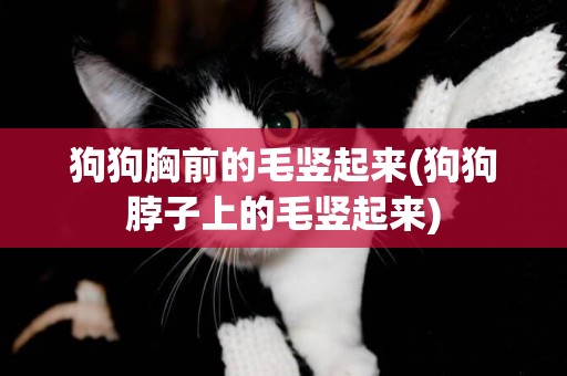 狗狗胸前的毛豎起來(狗狗脖子上的毛豎起來)