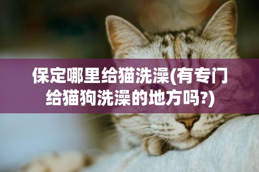 保定哪里給貓洗澡(有專門給貓狗洗澡的地方嗎?)