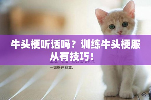 牛頭梗聽話嗎？訓練牛頭梗服從有技巧！ 