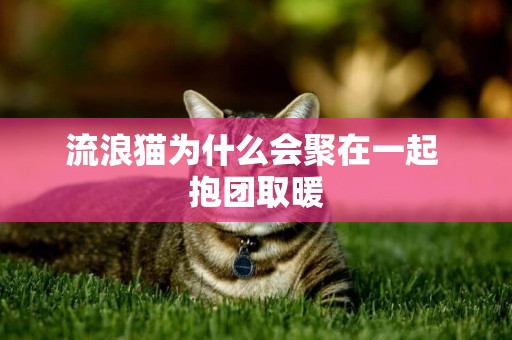 流浪貓為什么會聚在一起 抱團取暖