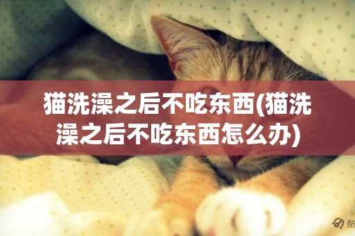 貓洗澡之后不吃東西(貓洗澡之后不吃東西怎么辦)