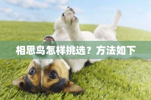 相思鳥怎樣挑選？方法如下