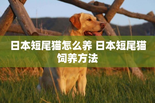 日本短尾貓怎么養 日本短尾貓飼養方法