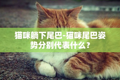 貓咪躺下尾巴-貓咪尾巴姿勢分別代表什么？