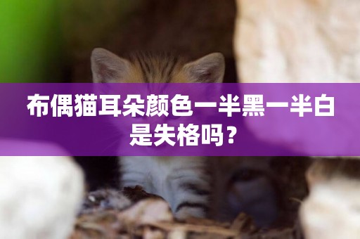 布偶貓耳朵顏色一半黑一半白 是失格嗎？