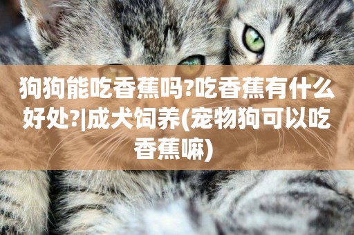 狗狗能吃香蕉嗎?吃香蕉有什么好處?|成犬飼養(寵物狗可以吃香蕉嘛) 