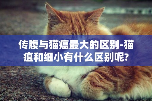 傳腹與貓瘟最大的區別-貓瘟和細小有什么區別呢?