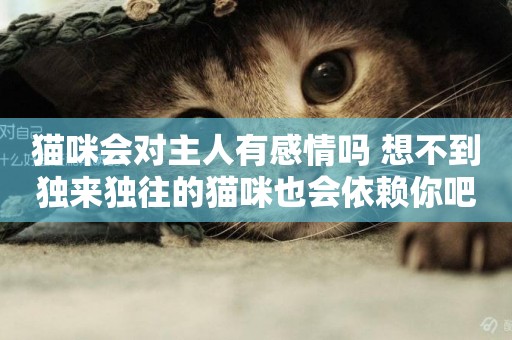 貓咪會對主人有感情嗎 想不到獨來獨往的貓咪也會依賴你吧