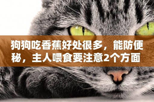 狗狗吃香蕉好處很多，能防便秘，主人喂食要注意2個方面 
