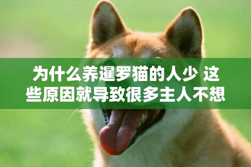 為什么養暹羅貓的人少 這些原因就導致很多主人不想養了！