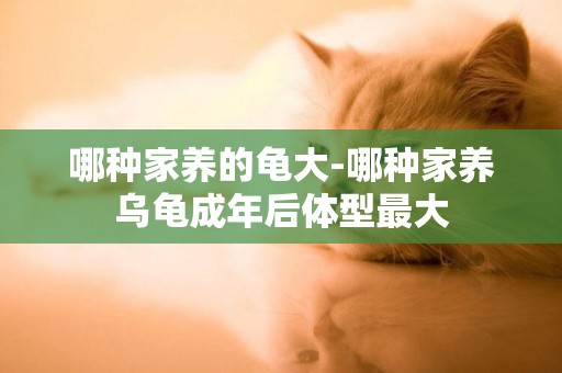 哪種家養的龜大-哪種家養烏龜成年后體型最大