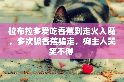 拉布拉多愛吃香蕉到走火入魔，多次被香蕉騙走，狗主人哭笑不得 