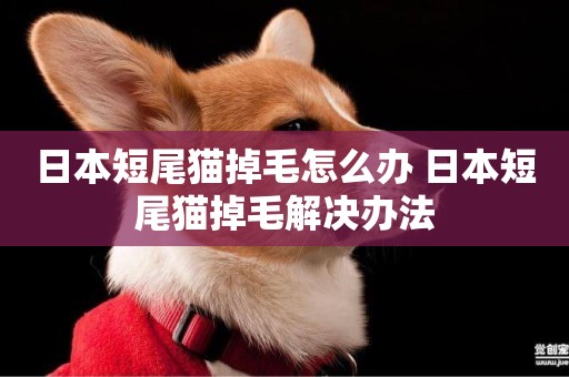 日本短尾貓掉毛怎么辦 日本短尾貓掉毛解決辦法