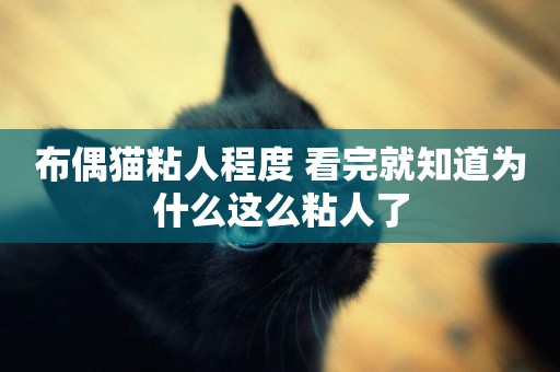 布偶貓粘人程度 看完就知道為什么這么粘人了