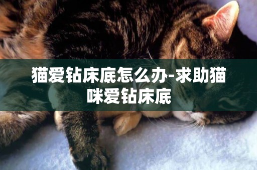 貓愛鉆床底怎么辦-求助貓咪愛鉆床底