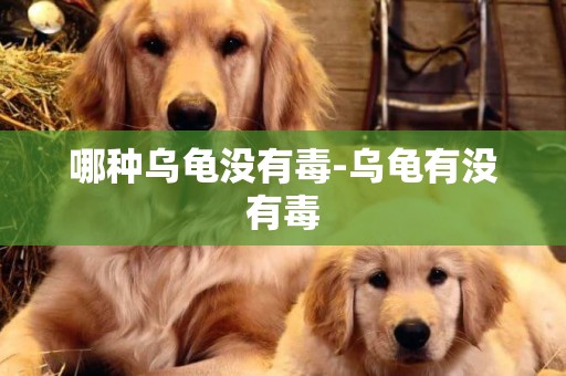 哪種烏龜沒有毒-烏龜有沒有毒