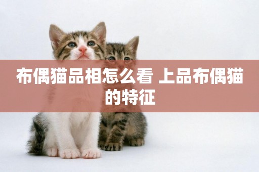 布偶貓品相怎么看 上品布偶貓的特征