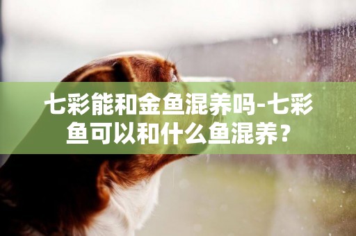 七彩能和金魚混養嗎-七彩魚可以和什么魚混養？