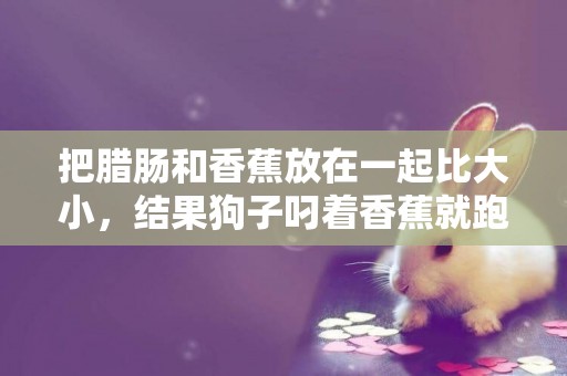 把臘腸和香蕉放在一起比大小，結果狗子叼著香蕉就跑了！可愛炸~ 