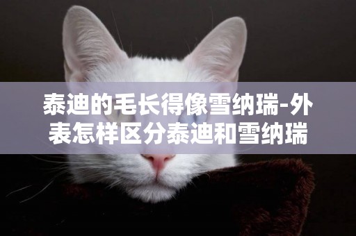 泰迪的毛長得像雪納瑞-外表怎樣區分泰迪和雪納瑞