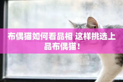 布偶貓如何看品相 這樣挑選上品布偶貓！