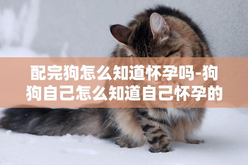 配完狗怎么知道懷孕嗎-狗狗自己怎么知道自己懷孕的？