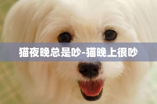 貓夜晚總是吵-貓晚上很吵