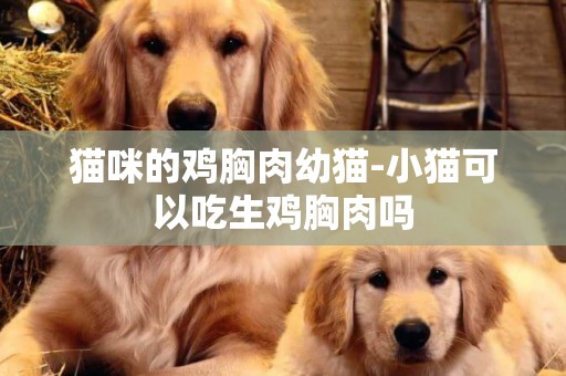 貓咪的雞胸肉幼貓-小貓可以吃生雞胸肉嗎