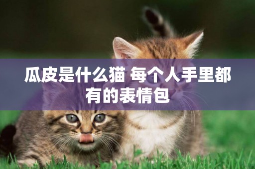 瓜皮是什么貓 每個人手里都有的表情包