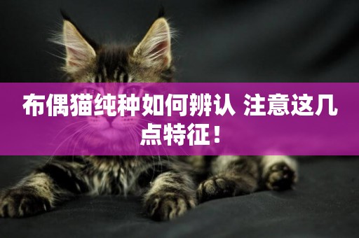 布偶貓純種如何辨認 注意這幾點特征！
