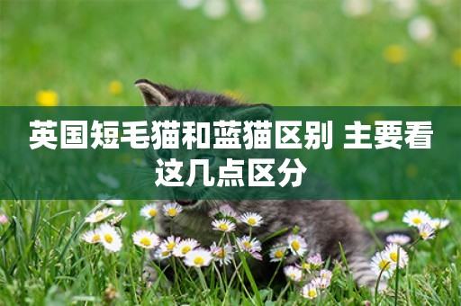 英國短毛貓和藍貓區別 主要看這幾點區分