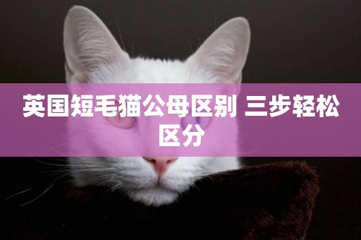 英國短毛貓公母區別 三步輕松區分