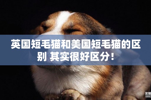 英國短毛貓和美國短毛貓的區別 其實很好區分! 英國短毛貓和美國短毛貓的區別 其實很好區分!