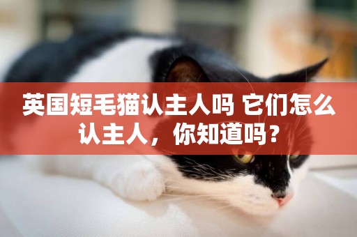 英國短毛貓認主人嗎 它們怎么認主人,你知道嗎? 英國短毛貓認主人嗎 它們怎么認主人,你知道嗎?