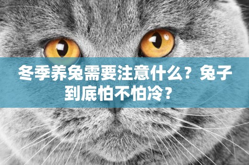 冬季養兔需要注意什么？兔子到底怕不怕冷？ 