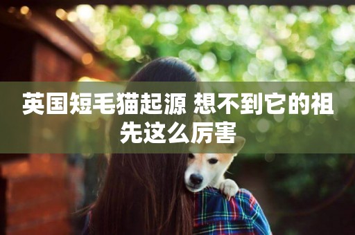 英國短毛貓起源 想不到它的祖先這么厲害