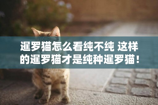 暹羅貓怎么看純不純 這樣的暹羅貓才是純種暹羅貓! 暹羅貓怎么看純不純 這樣的暹羅貓才是純種暹羅貓!
