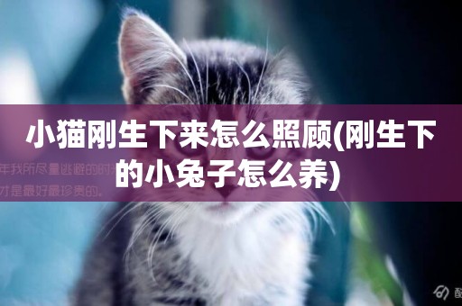小貓剛生下來怎么照顧(剛生下的小兔子怎么養) 