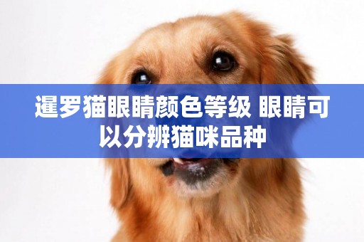 暹羅貓眼睛顏色等級 眼睛可以分辨貓咪品種