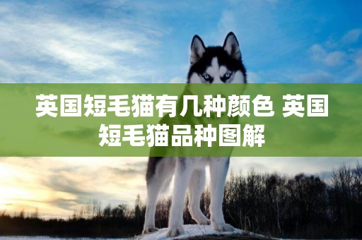 英國短毛貓有幾種顏色 英國短毛貓品種圖解