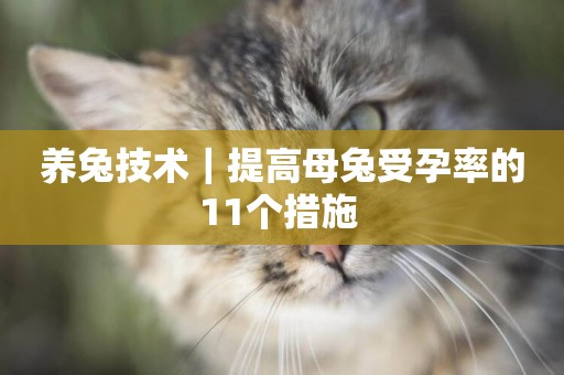 養兔技術｜提高母兔受孕率的11個措施 